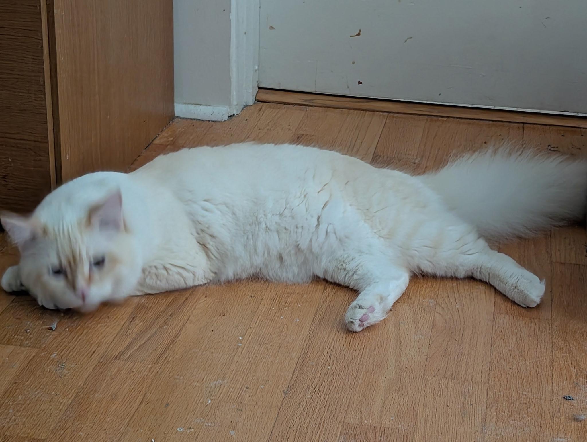 Mark (bonded with Saku), an adopted Siamese in Barrington Hills, IL image 4/4