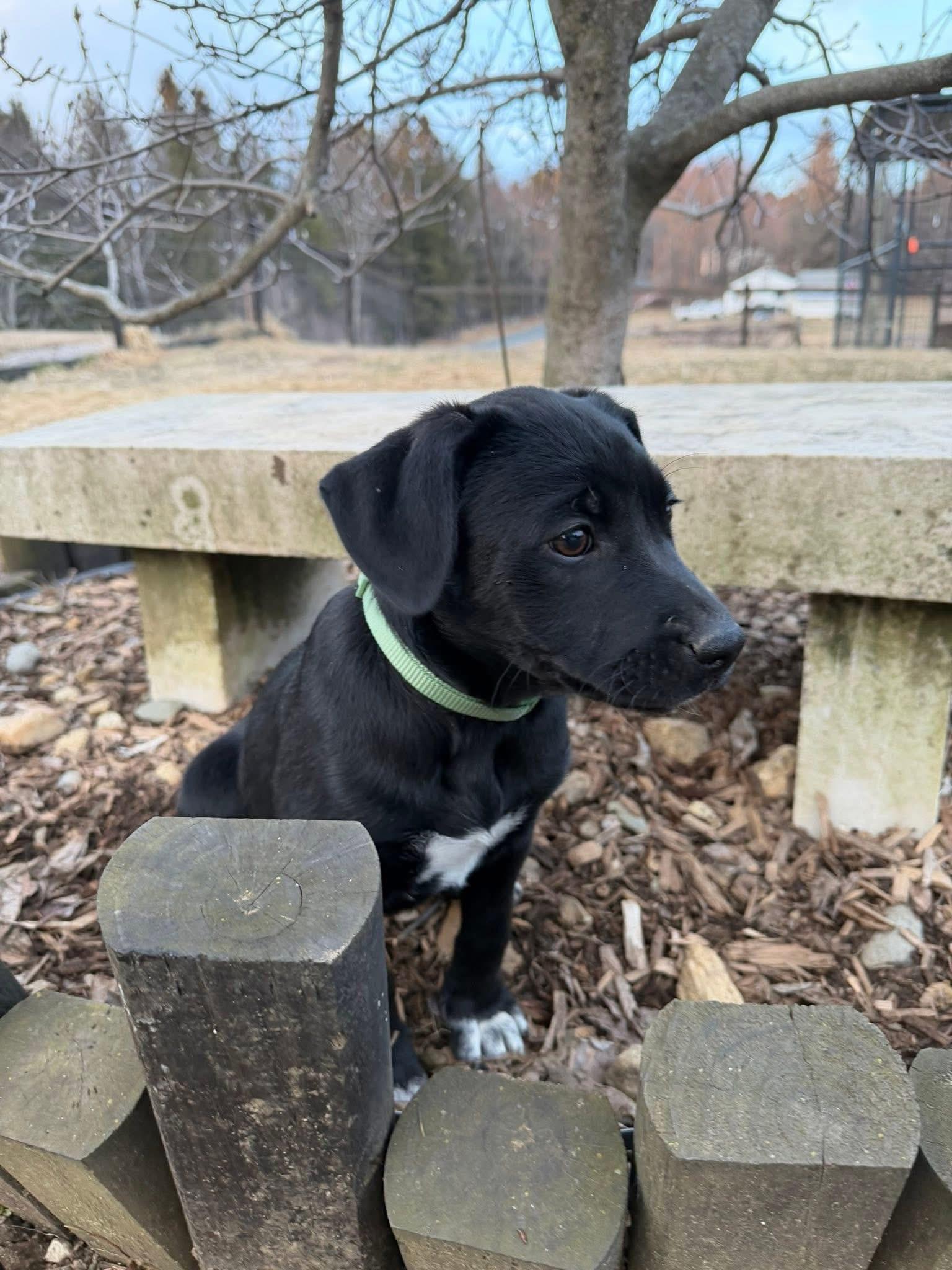 Enlarge Jelly Bean (in New England), an adopted mixed breed in Southington, CT image 3/5