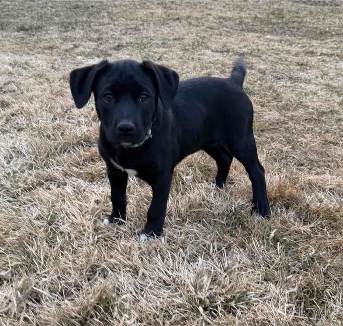 Enlarge Jelly Bean (in New England), an adopted mixed breed in Southington, CT image 4/5