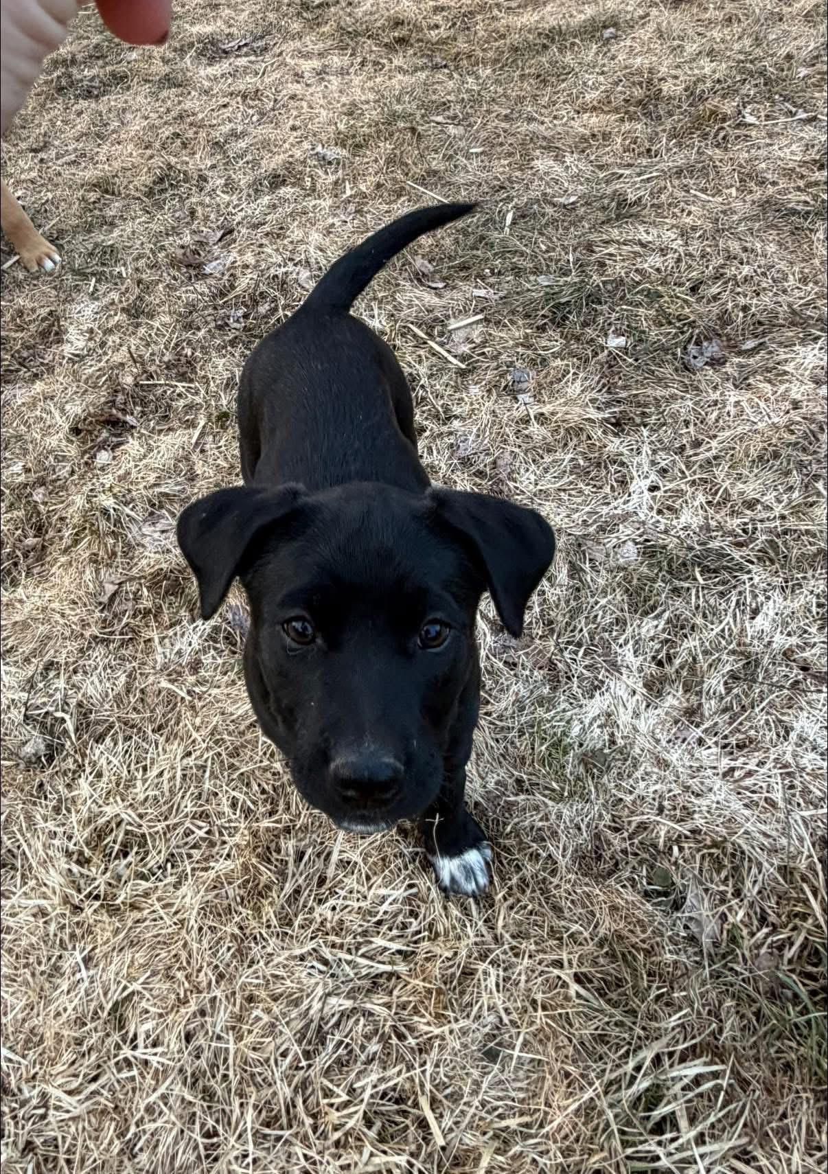 Enlarge Jelly Bean (in New England), an adopted mixed breed in Southington, CT image 5/5