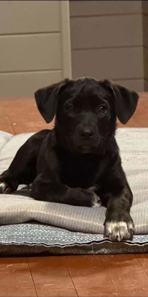 Enlarge Jelly Bean (in New England), an adopted mixed breed in Southington, CT image 2/5