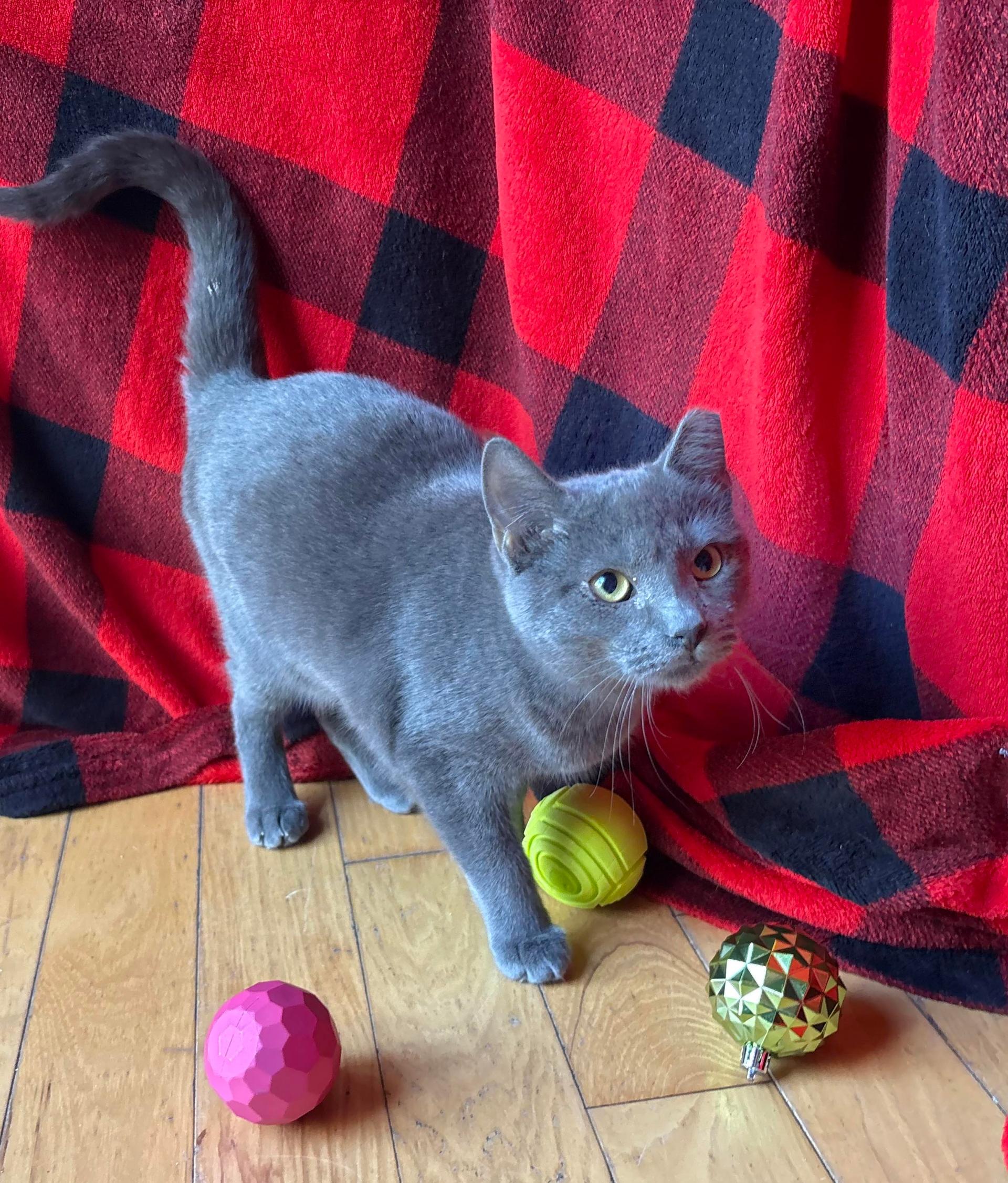 Tostada, a Adoptable Domestic Short Hair in New Baltimore, MI image 1/2