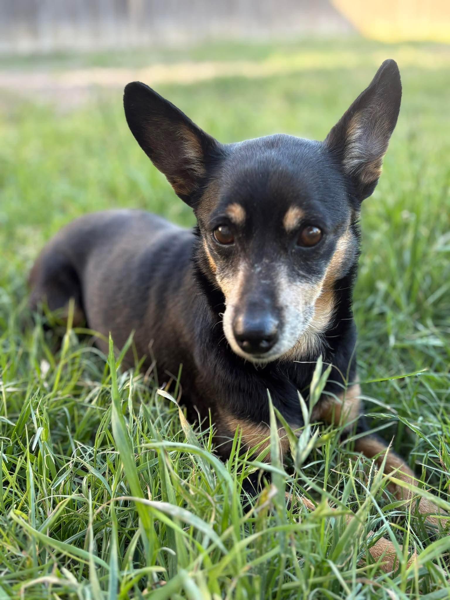 Enlarge Lois , a ADOPTABLE mixed breed in Boston, MA image 5/5
