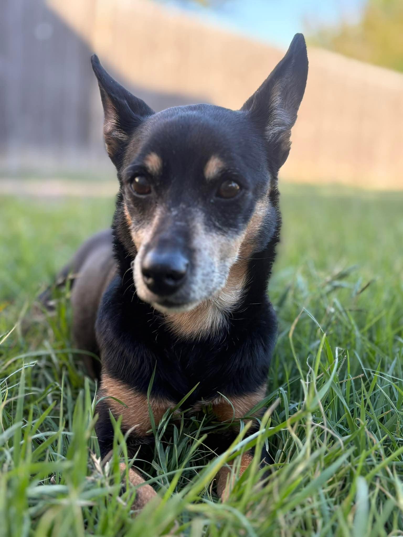 Enlarge Lois , a ADOPTABLE mixed breed in Boston, MA image 4/5