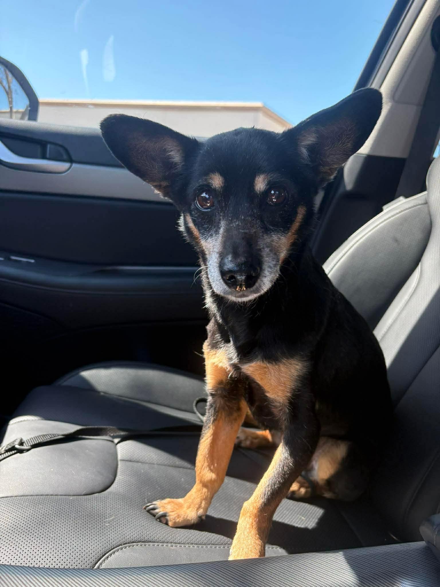 Enlarge Lois , a ADOPTABLE mixed breed in Boston, MA image 2/5