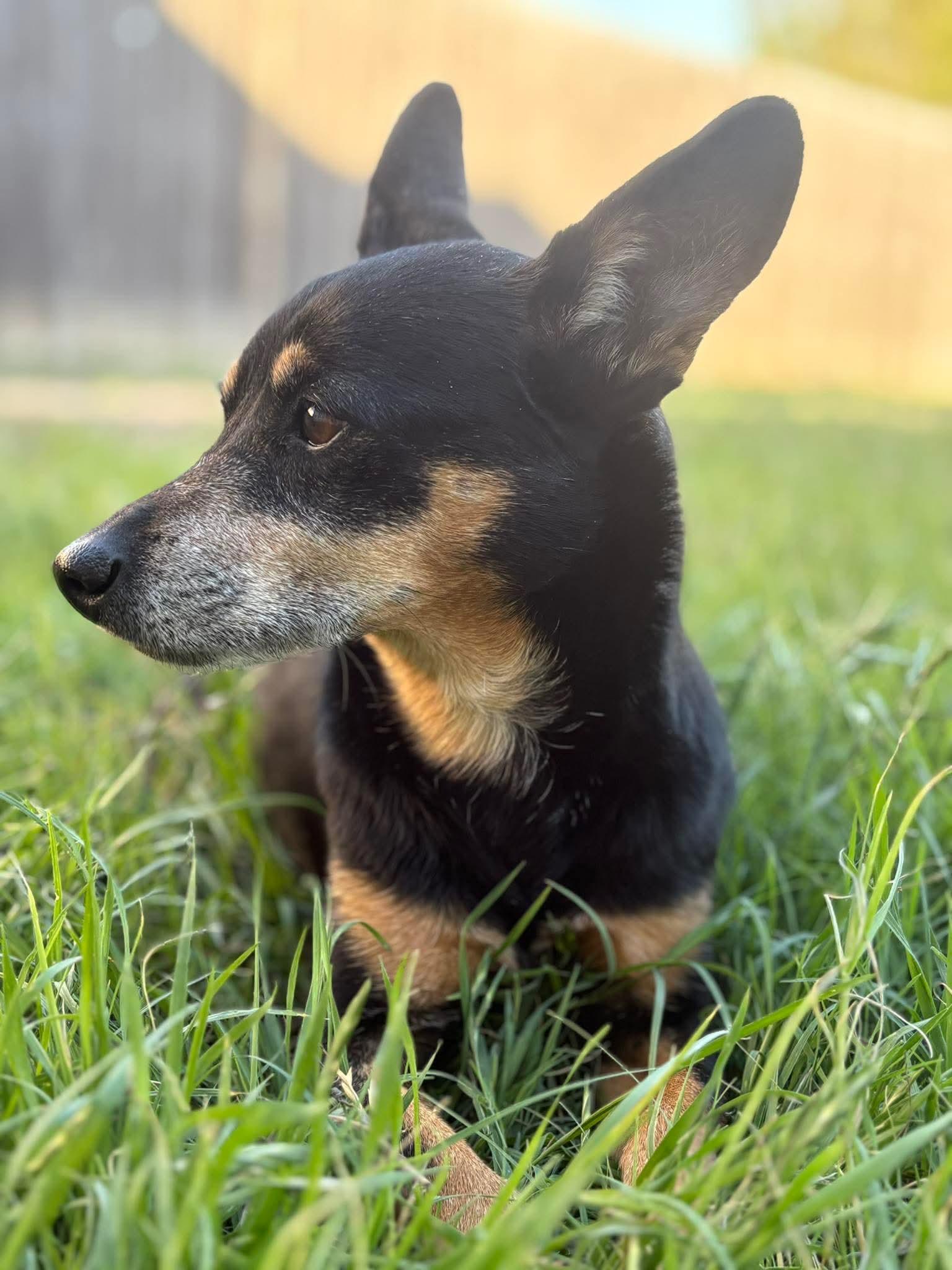 Lois , ADOPTABLE, Adult Female Chihuahua.