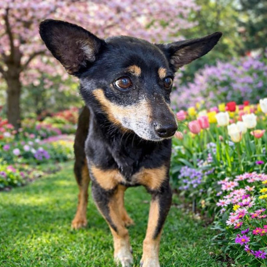 Enlarge Lois , a ADOPTABLE mixed breed in Boston, MA image 3/5