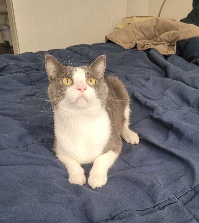 Catspian — thumbnail 2