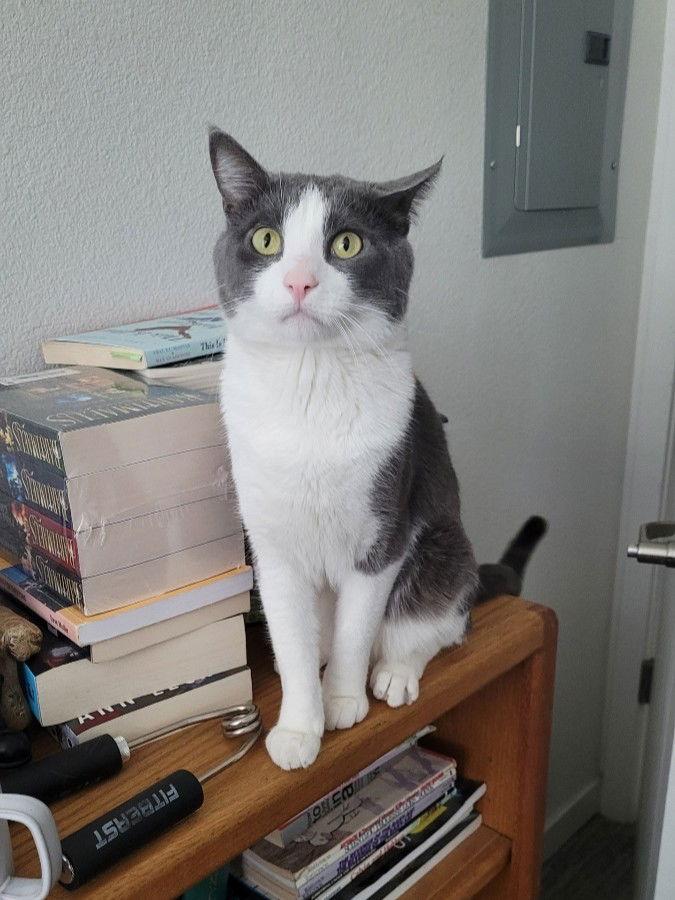 Catspian — thumbnail 3