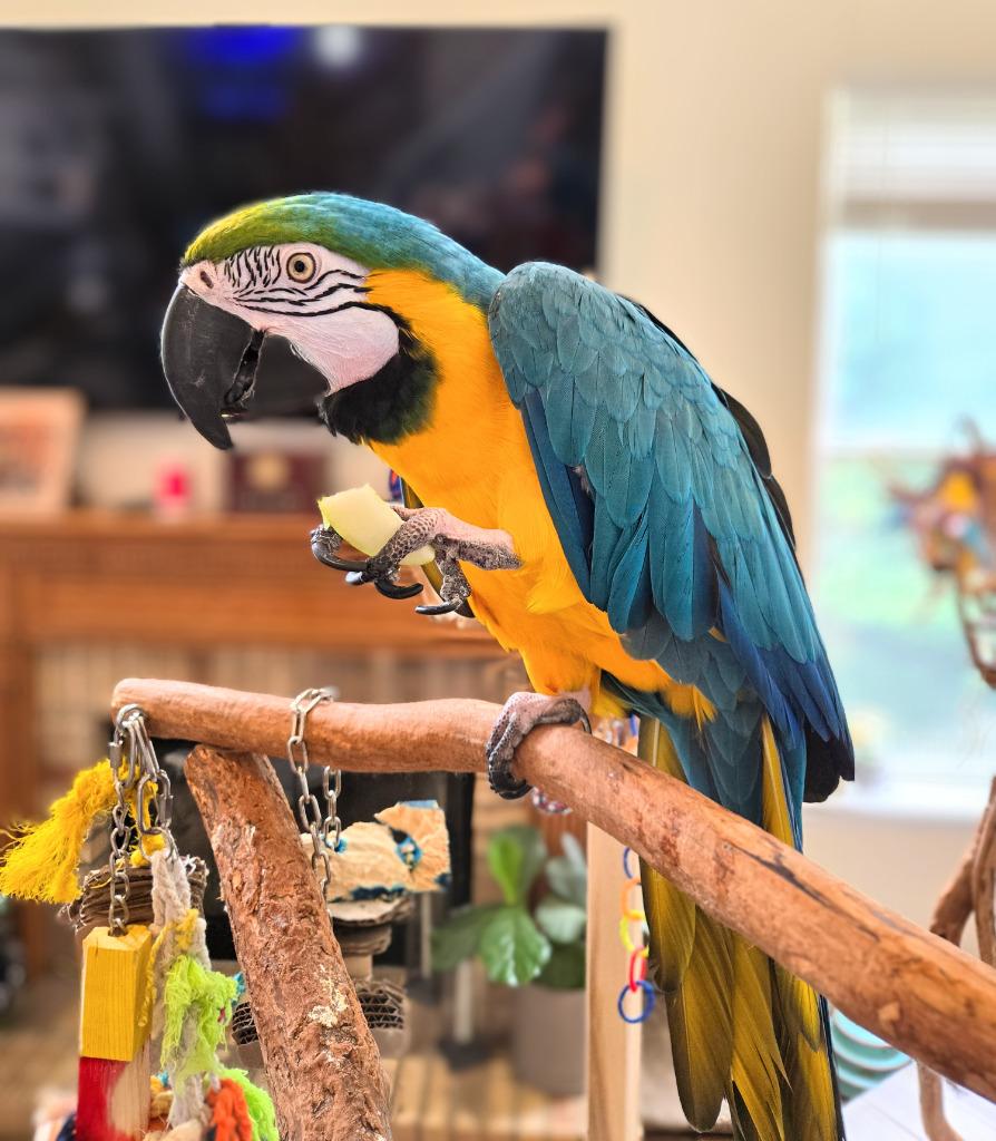 Geronimo, Adoptable, Senior Male Macaw.