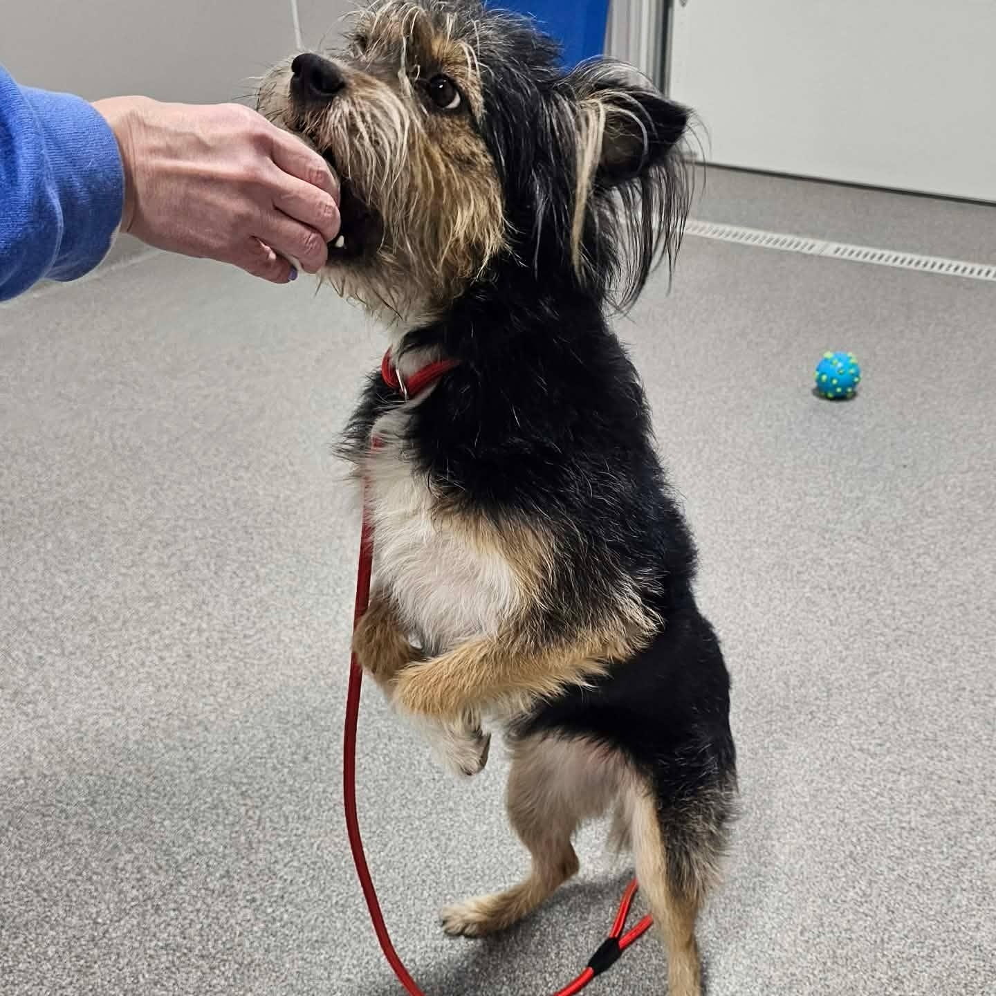 Enlarge Gigi, an adopted mixed breed in Minooka, IL image 3/3