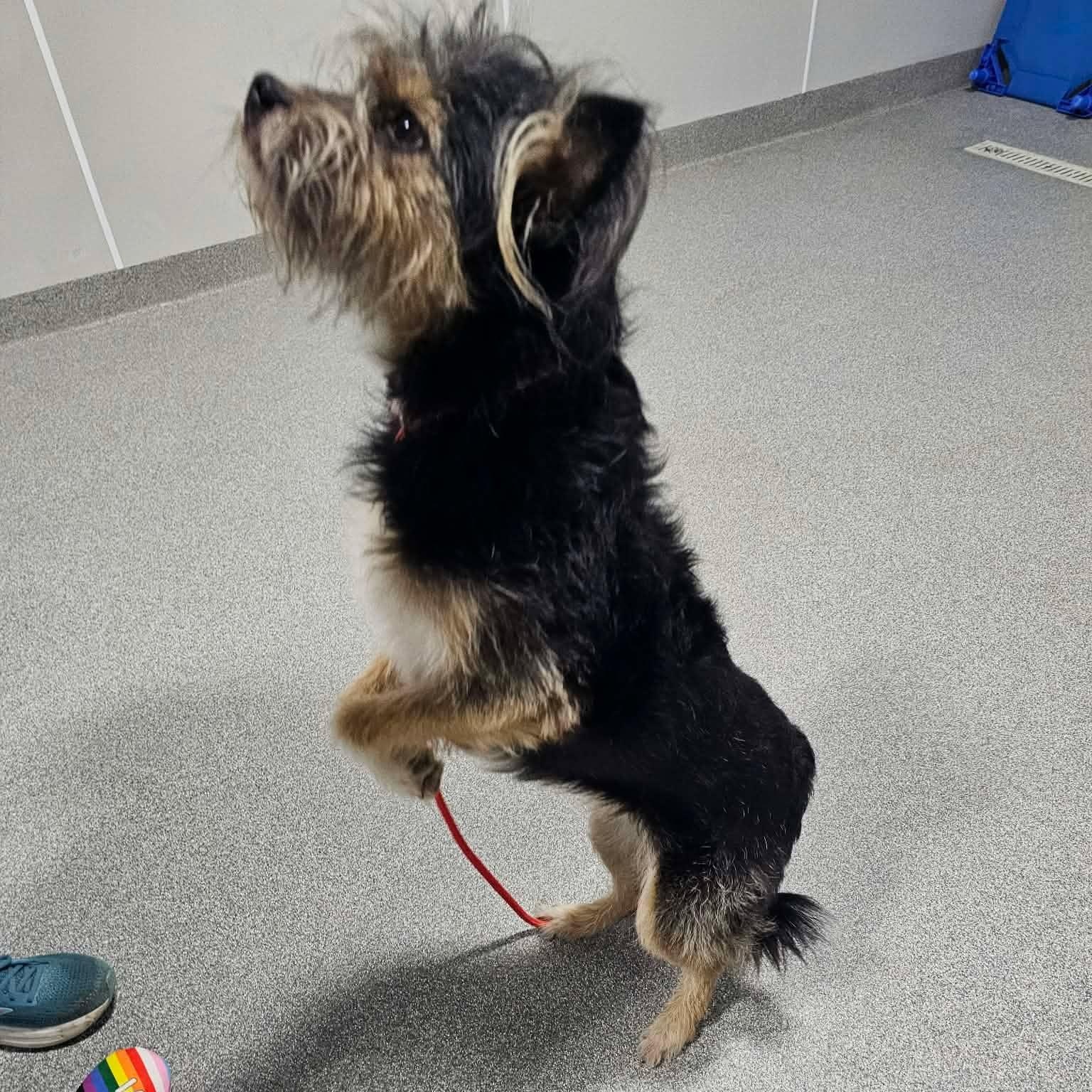 Enlarge Gigi, an adopted mixed breed in Minooka, IL image 2/3