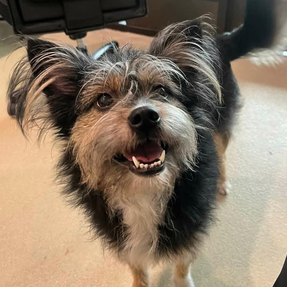 Gigi, adopted, Young Female Terrier.
