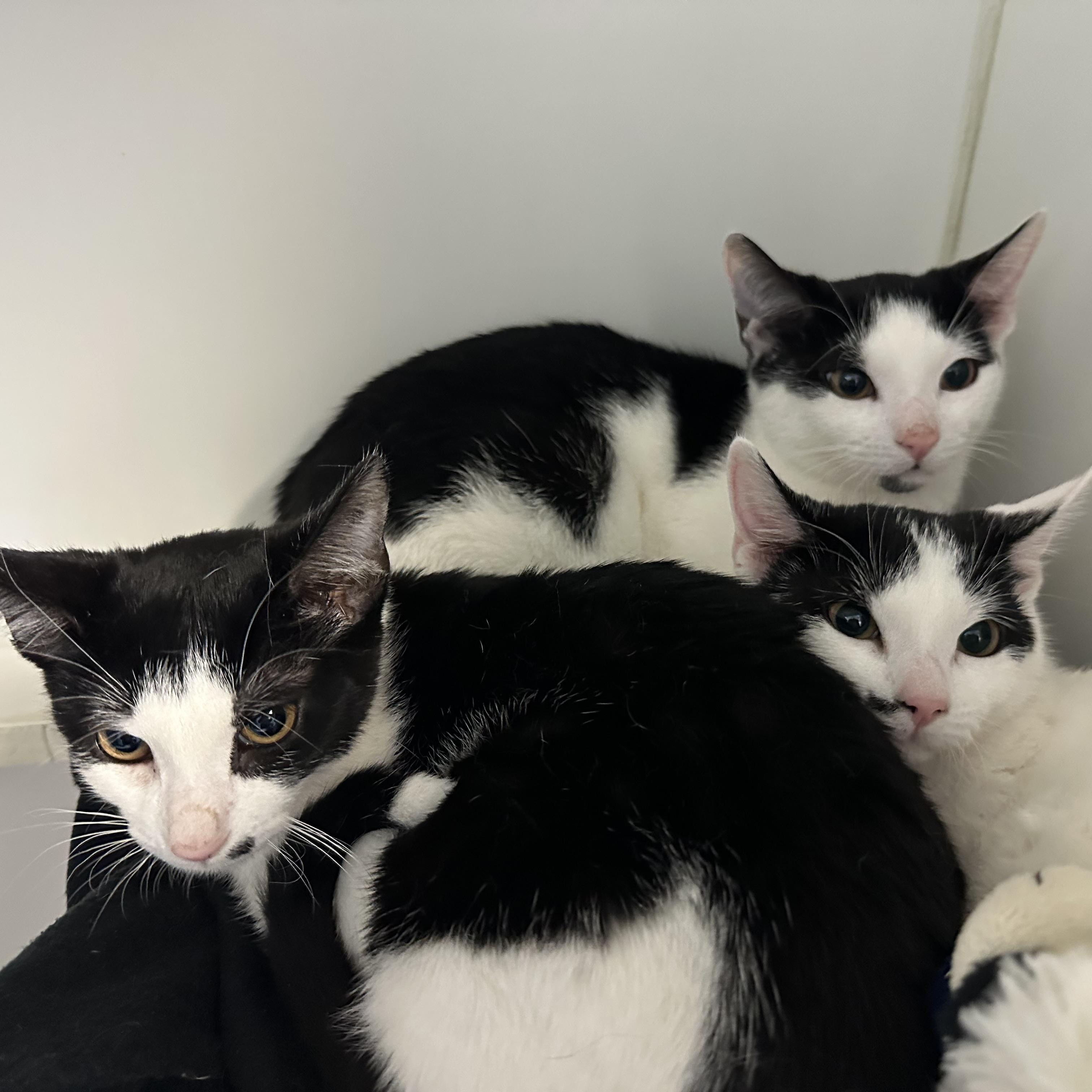 Enlarge Frosty  & Noelle, a ADOPTABLE Domestic Short Hair in Clifton, NJ image 5/6