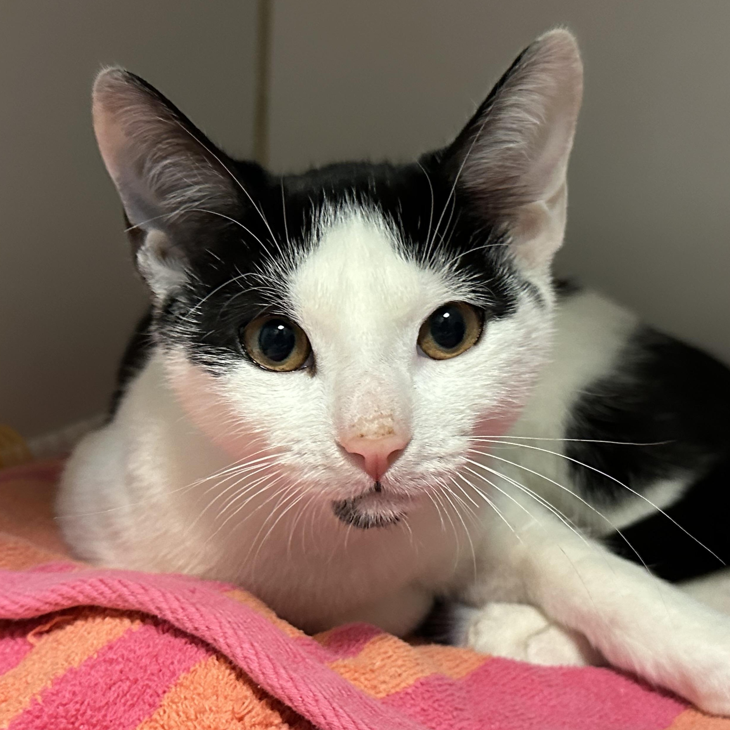 Enlarge Frosty  & Noelle, a ADOPTABLE Domestic Short Hair in Clifton, NJ image 4/6