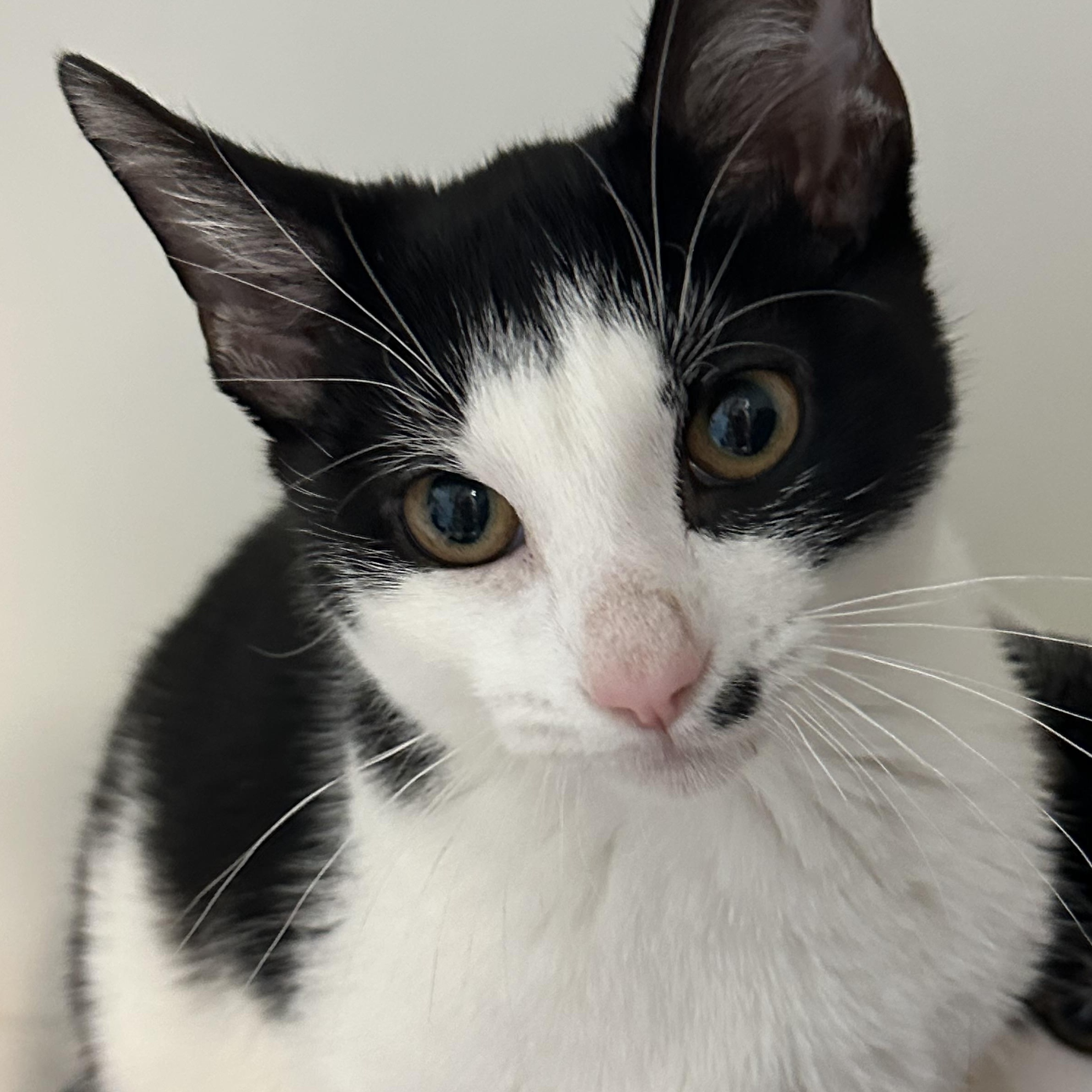 Enlarge Frosty  & Noelle, a ADOPTABLE Domestic Short Hair in Clifton, NJ image 2/6