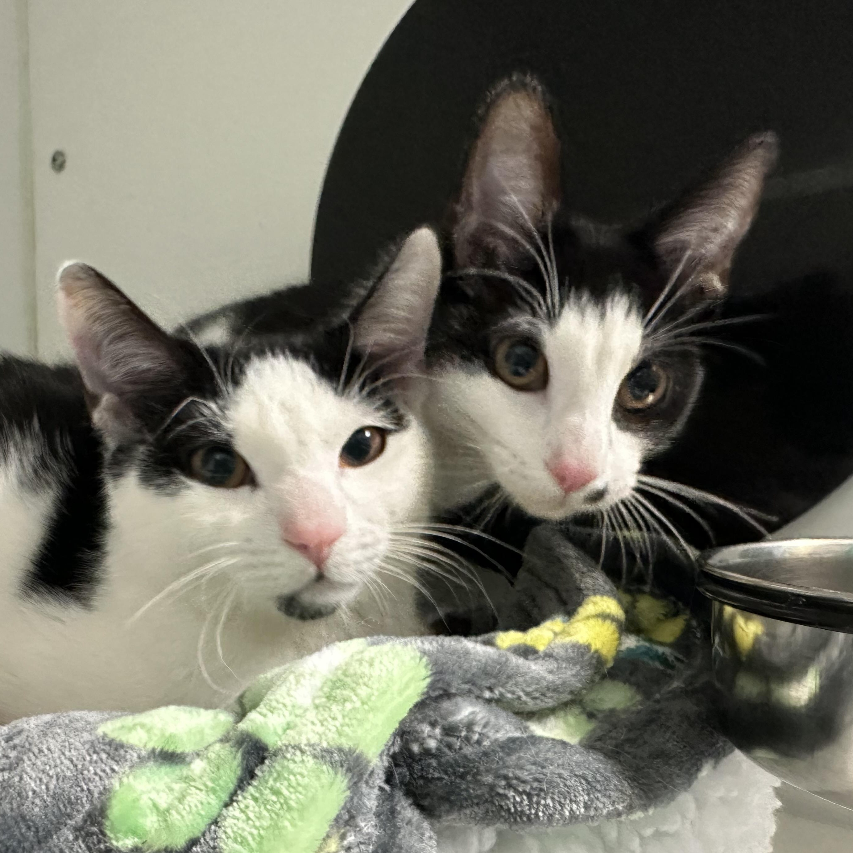 Frosty  & Noelle, ADOPTABLE, Adult Female Domestic Short Hair.