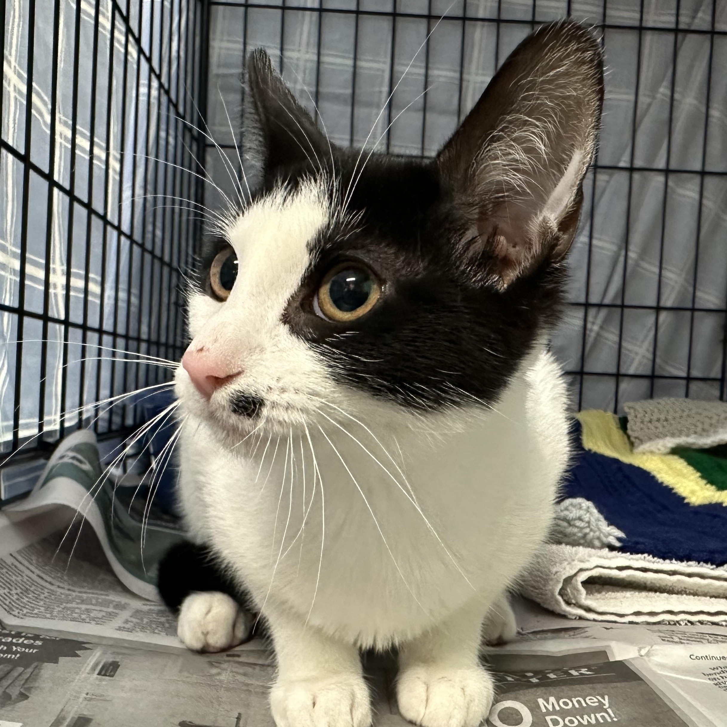 Enlarge Frosty  & Noelle, a ADOPTABLE Domestic Short Hair in Clifton, NJ image 3/6