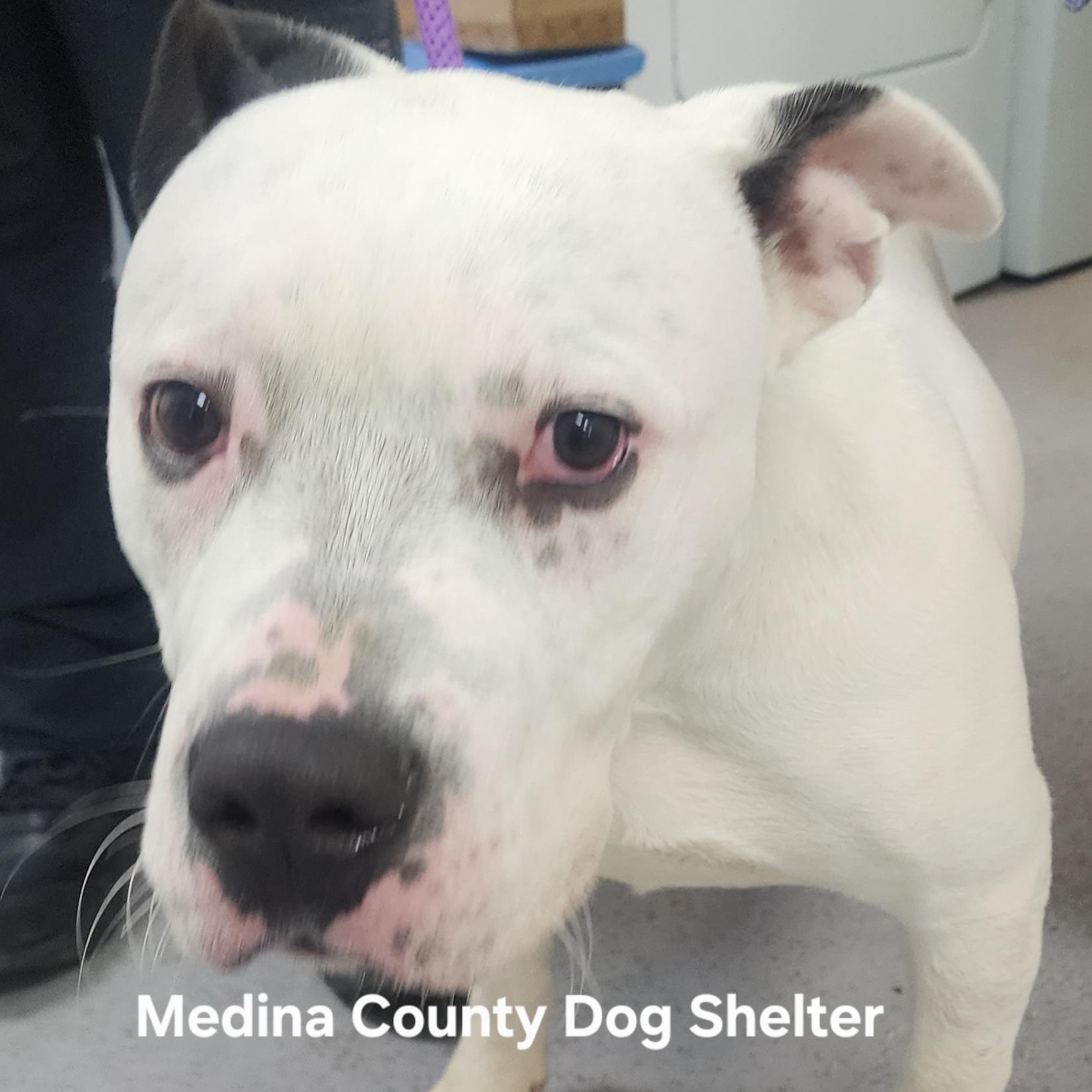 Enlarge Joey, a ADOPTABLE Pit Bull Terrier in Medina, OH image 2/2