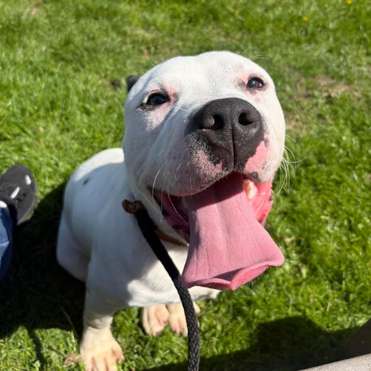 Enlarge Joey, a ADOPTABLE Pit Bull Terrier in Medina, OH image 1/4