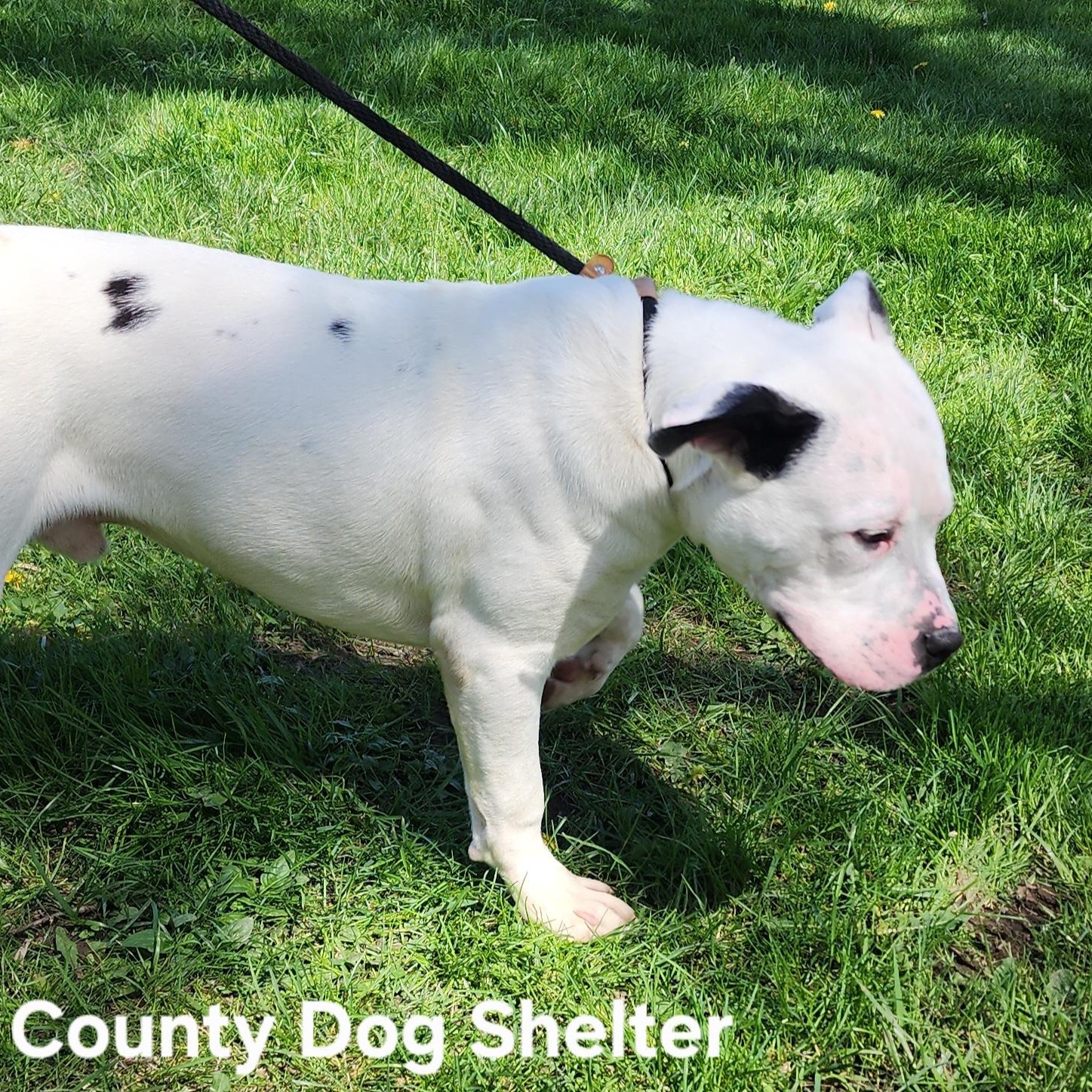 Enlarge Joey, a ADOPTABLE Pit Bull Terrier in Medina, OH image 4/4