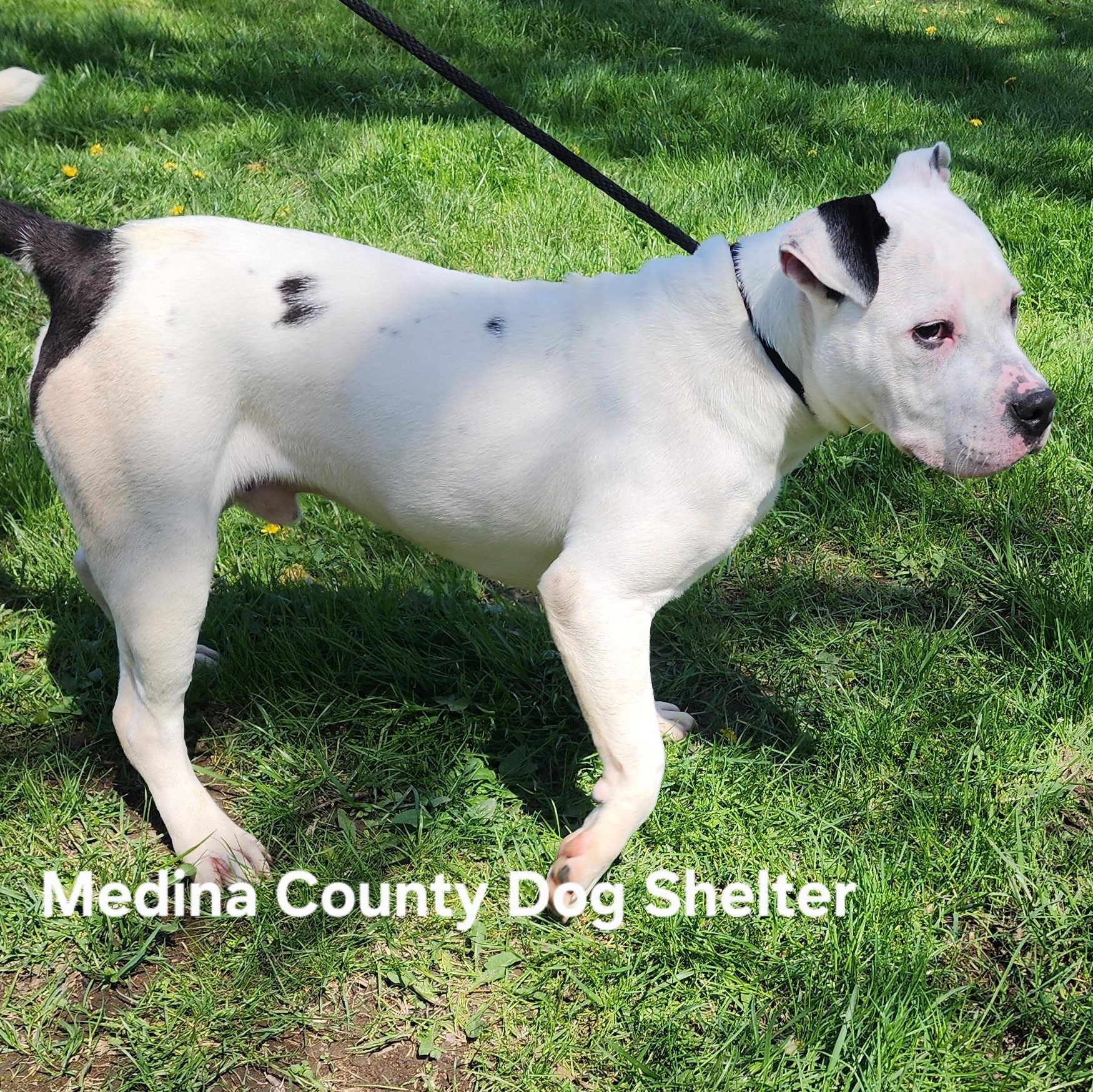 Enlarge Joey, a ADOPTABLE Pit Bull Terrier in Medina, OH image 2/4