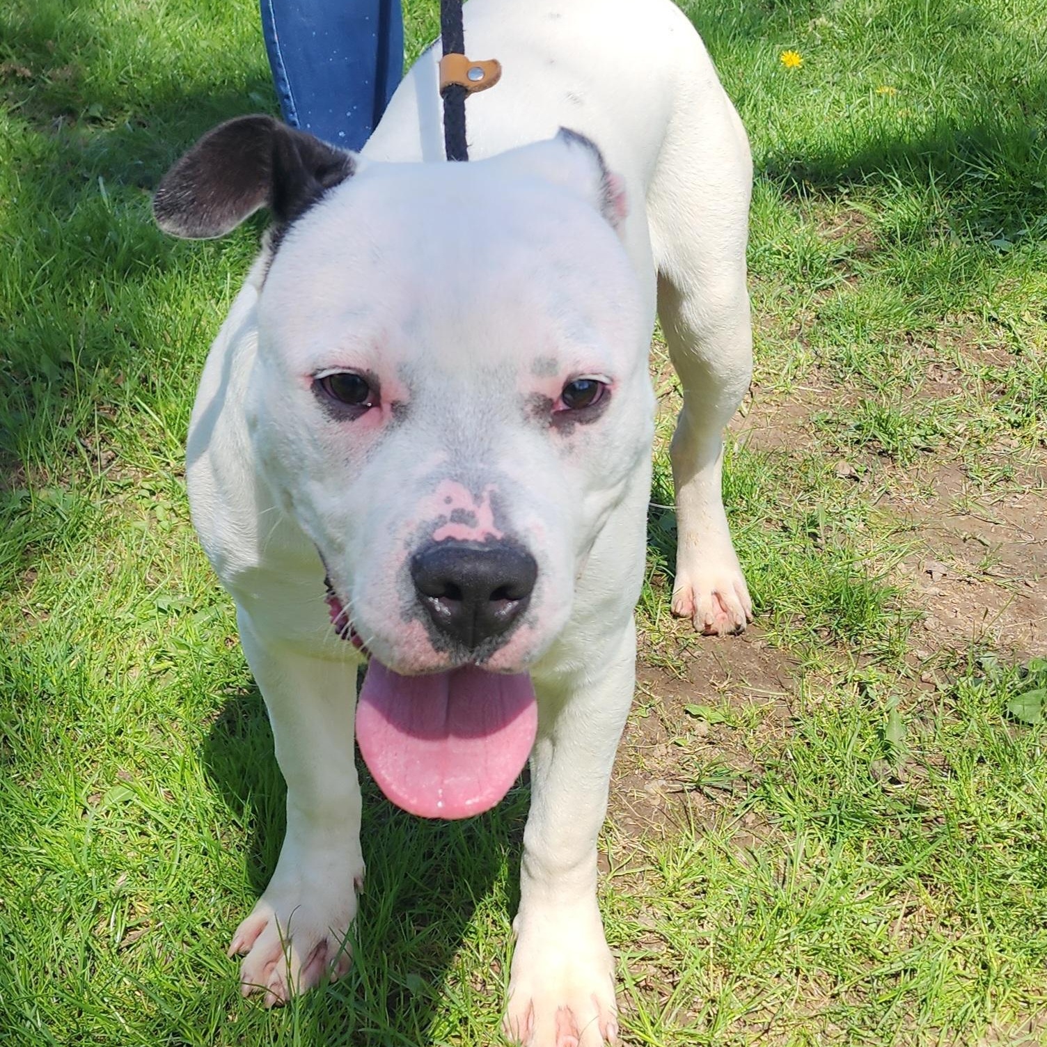 Enlarge Joey, a ADOPTABLE Pit Bull Terrier in Medina, OH image 3/4