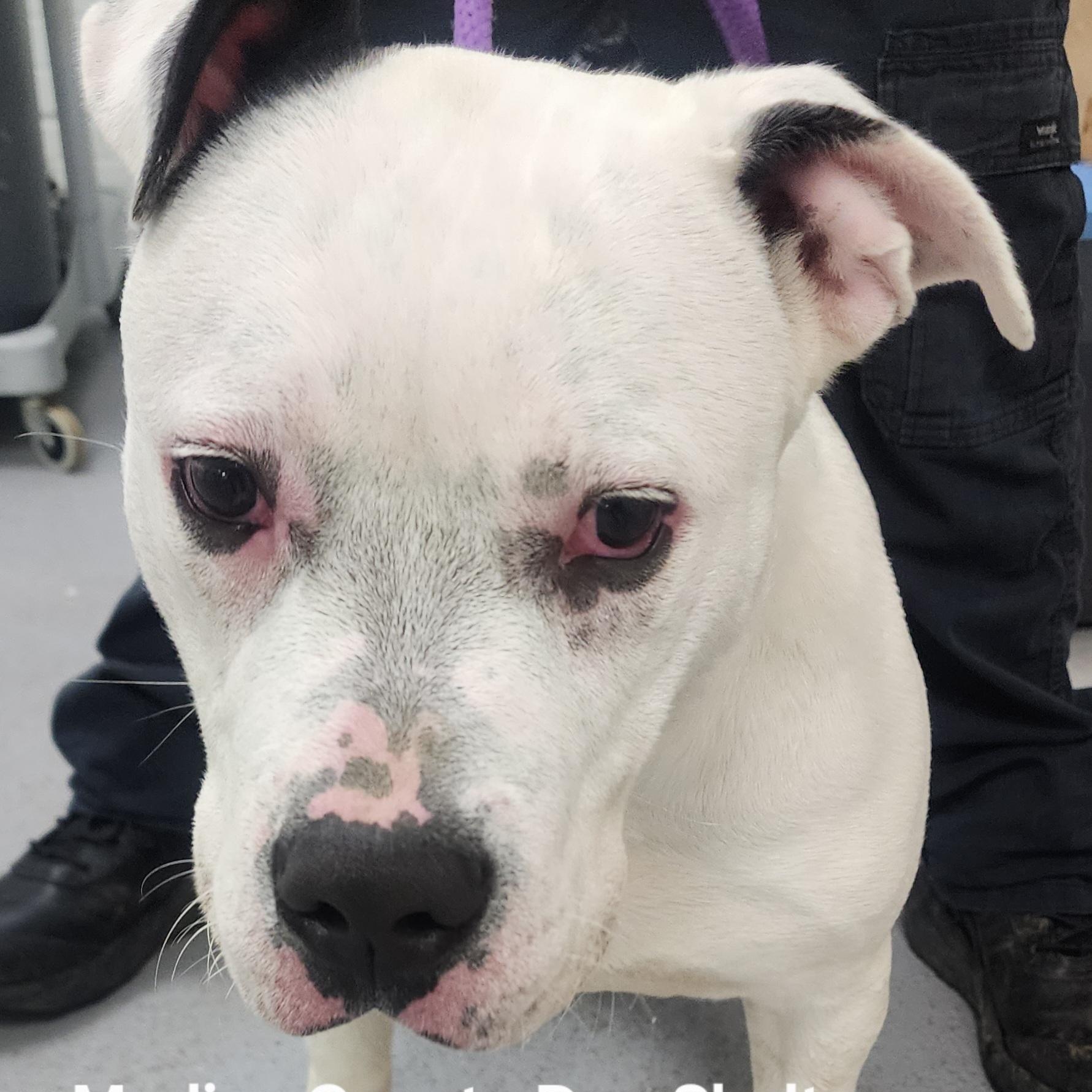 Joey, ADOPTABLE, Young Male Pit Bull Terrier.