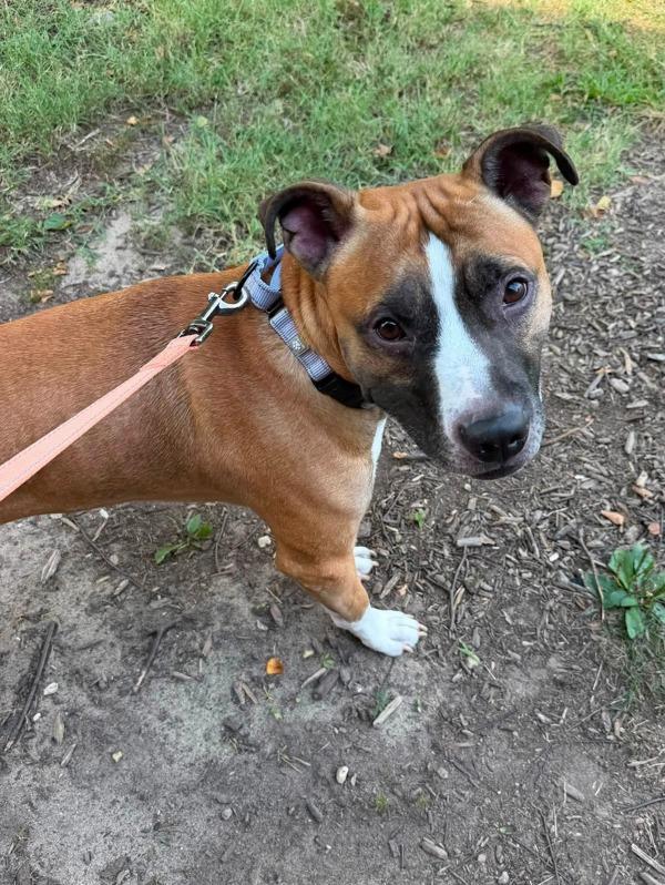 Enlarge Bart, a Adoptable mixed breed in Millersville, MD image 1/1