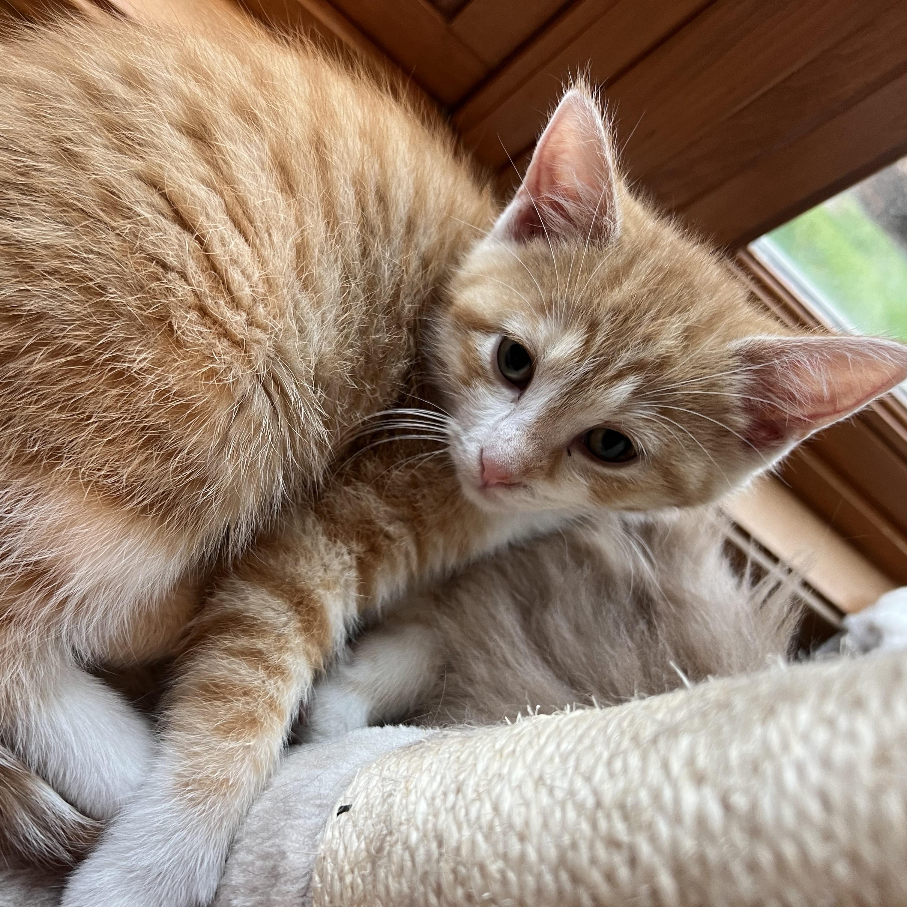 Enlarge Peaches, an adopted Domestic Short Hair in Madison, WI image 2/6