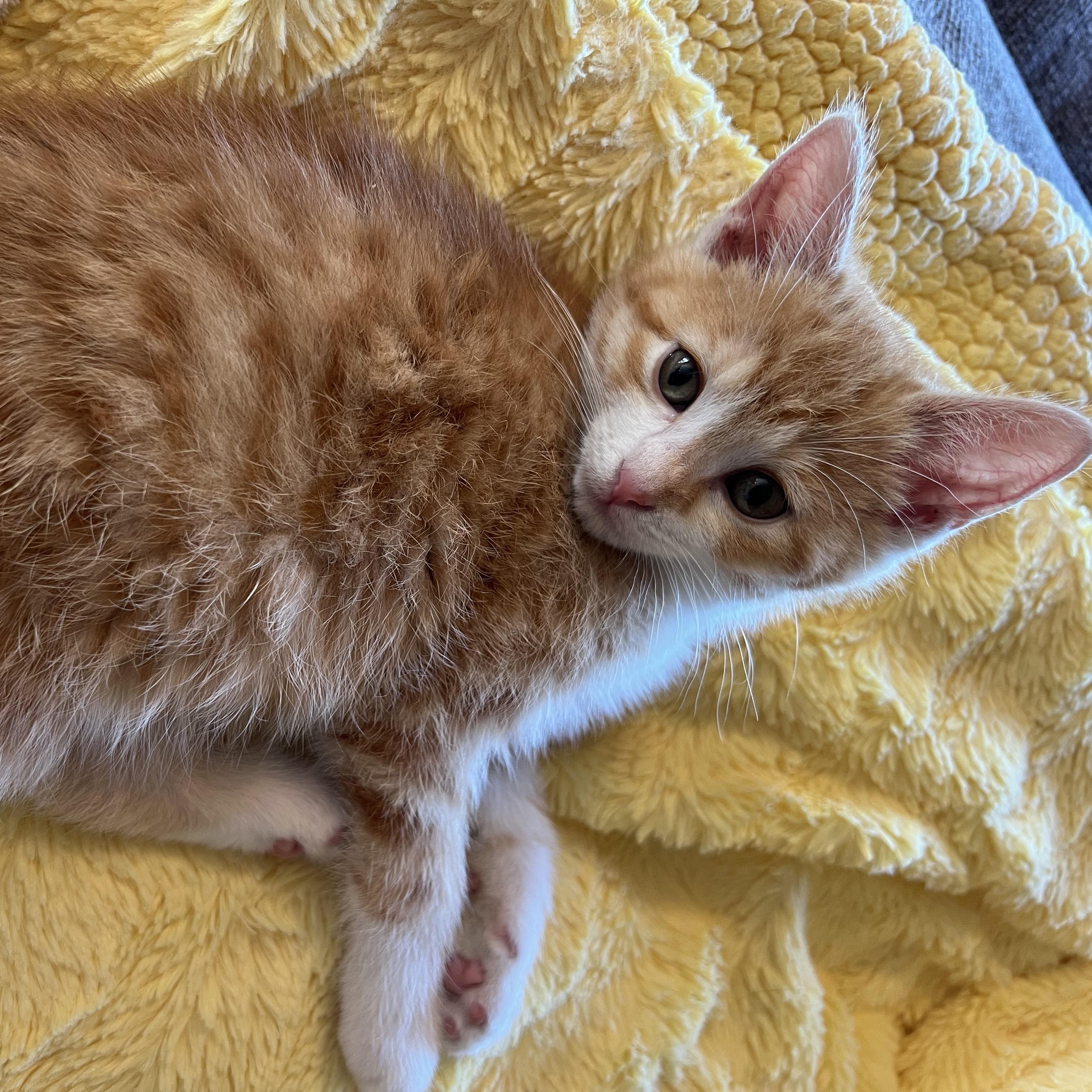 Enlarge Peaches, an adopted Domestic Short Hair in Madison, WI image 6/6