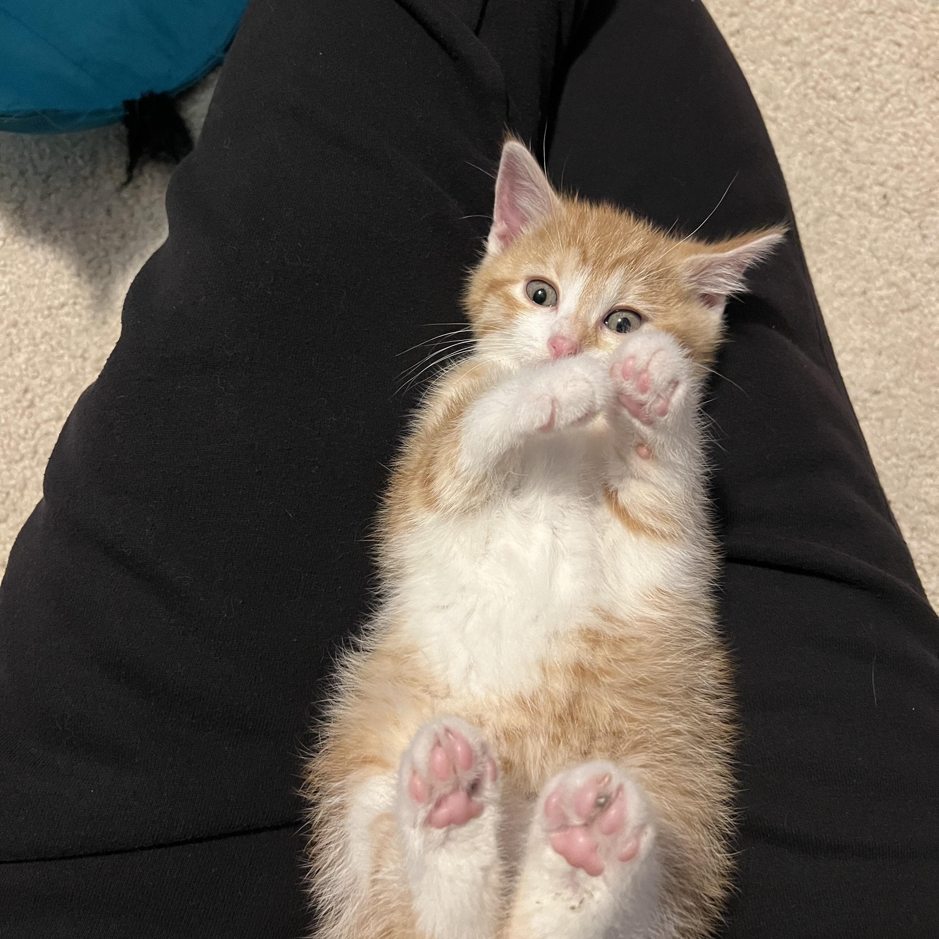 Enlarge Peaches, an adopted Domestic Short Hair in Madison, WI image 3/6