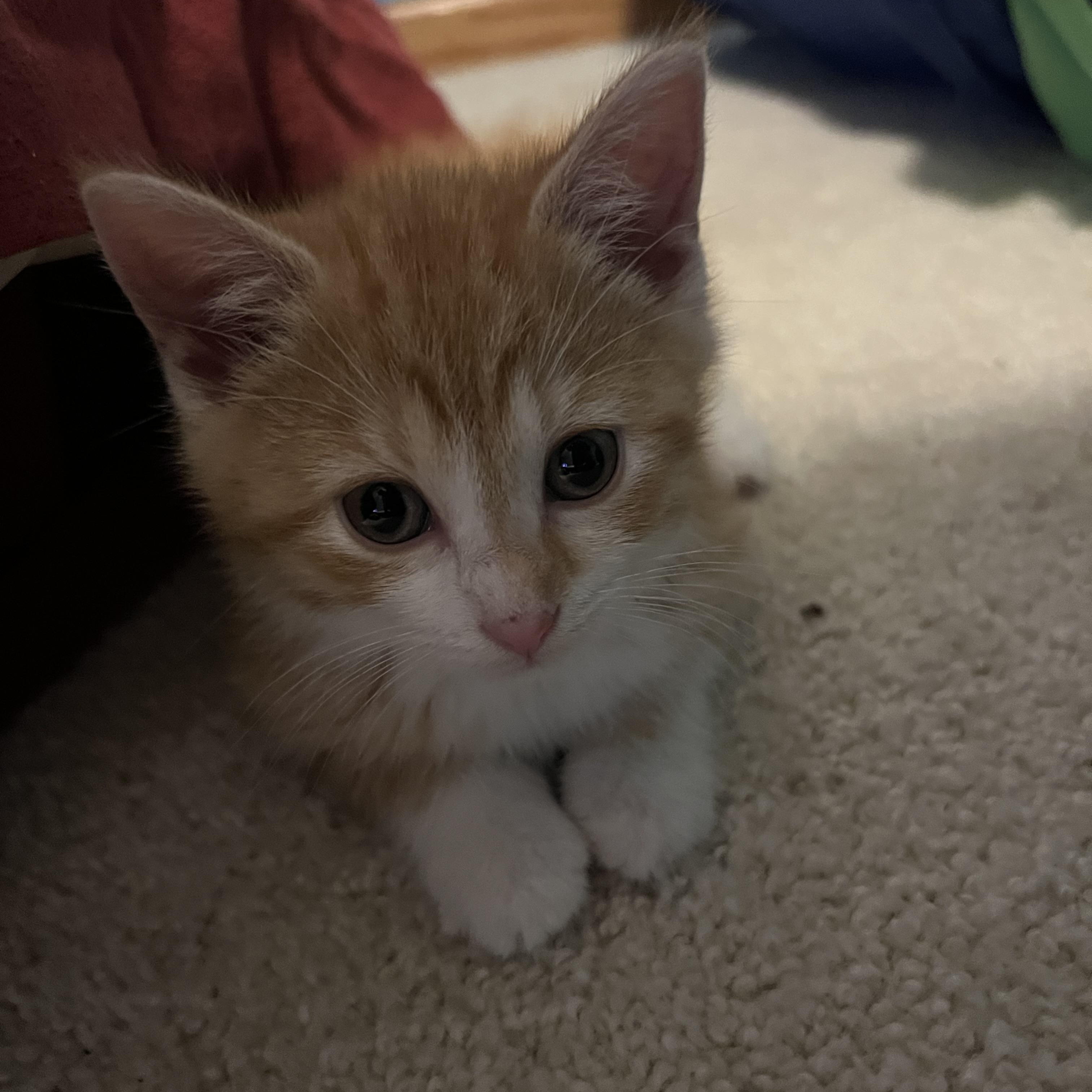 Enlarge Peaches, an adopted Domestic Short Hair in Madison, WI image 4/6