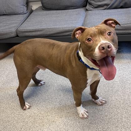 Boogie, a ADOPTABLE Mixed Breed in Lansing, MI image 3/5