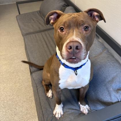 Boogie, a ADOPTABLE Mixed Breed in Lansing, MI image 2/5