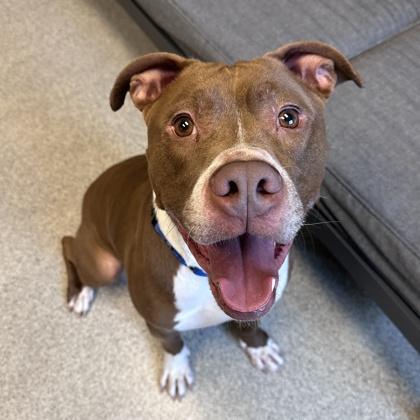 Boogie, a ADOPTABLE Mixed Breed in Lansing, MI image 4/5
