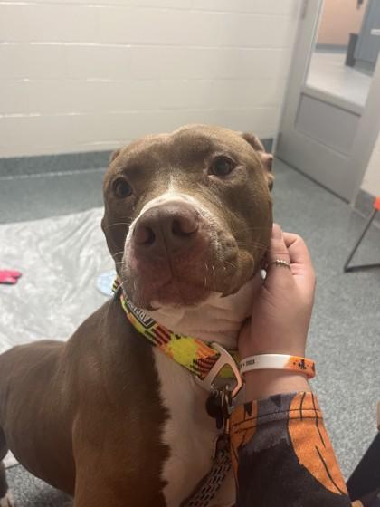 Boogie, a ADOPTABLE Mixed Breed in Lansing, MI image 5/5