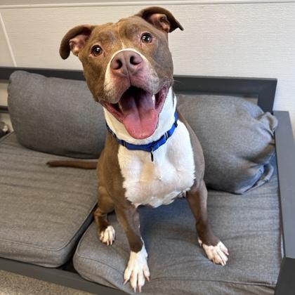 Boogie, ADOPTABLE, Adult Male Mixed Breed.