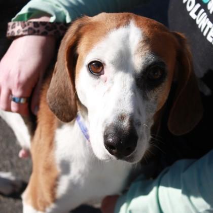 Flamingo, Adoptable, Adult Female Hound & Mixed Breed.