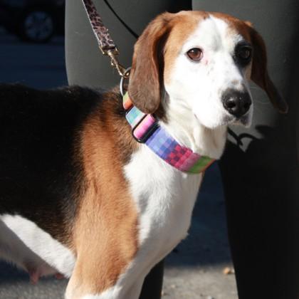 Enlarge Flamingo, a Adoptable mixed breed in Richmond, VA image 2/4