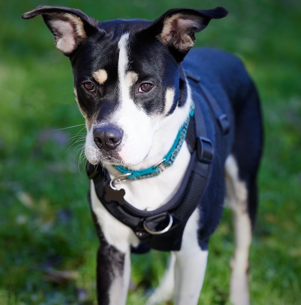 Enlarge Ike, a Adoptable mixed breed in Chicago, IL image 1/4