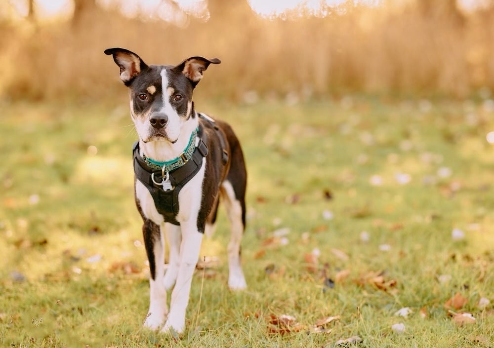 Enlarge Ike, a Adoptable mixed breed in Chicago, IL image 2/4