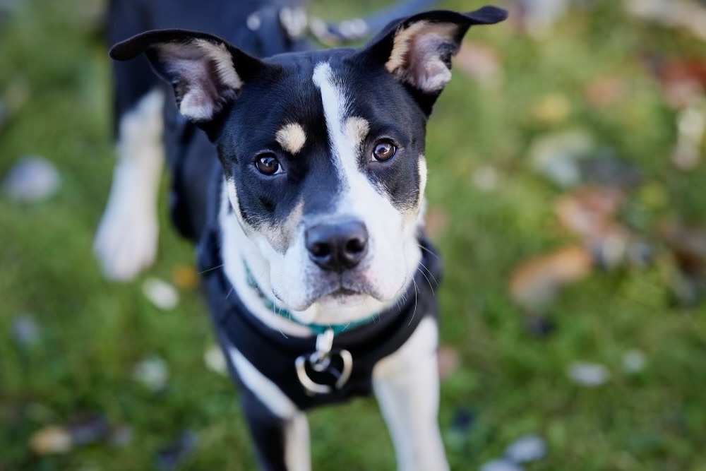 Enlarge Ike, a Adoptable mixed breed in Chicago, IL image 3/4
