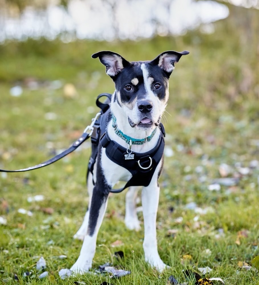 Enlarge Ike, a Adoptable mixed breed in Chicago, IL image 4/4
