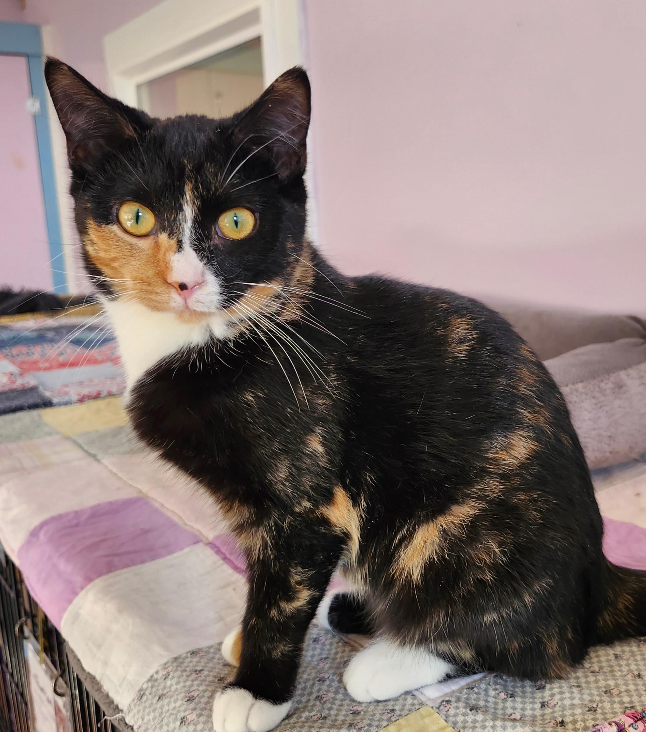 Kiki, a Adoptable Calico in Wild Rose, WI image 2/5