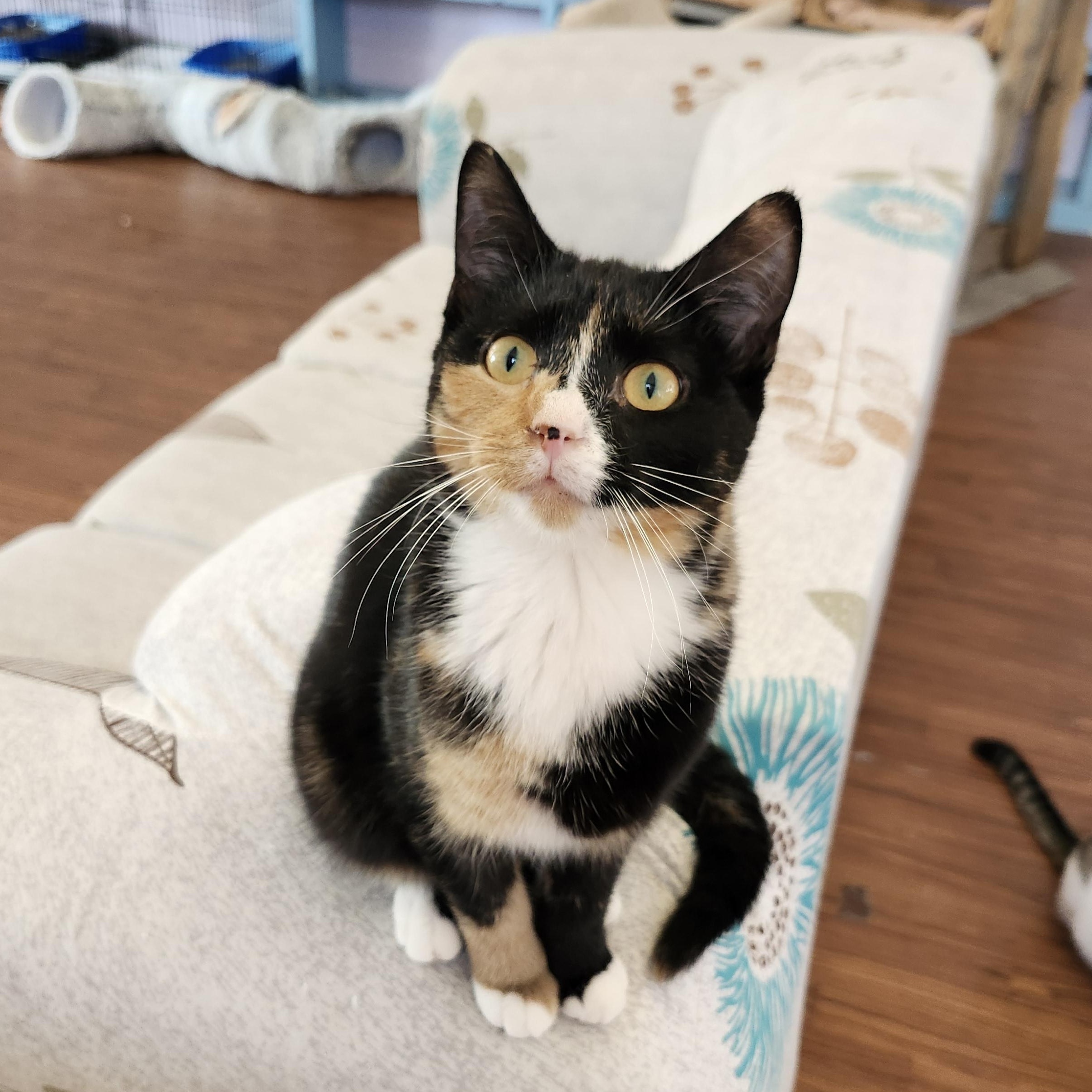 Kiki, a Adoptable Calico in Wild Rose, WI image 3/5