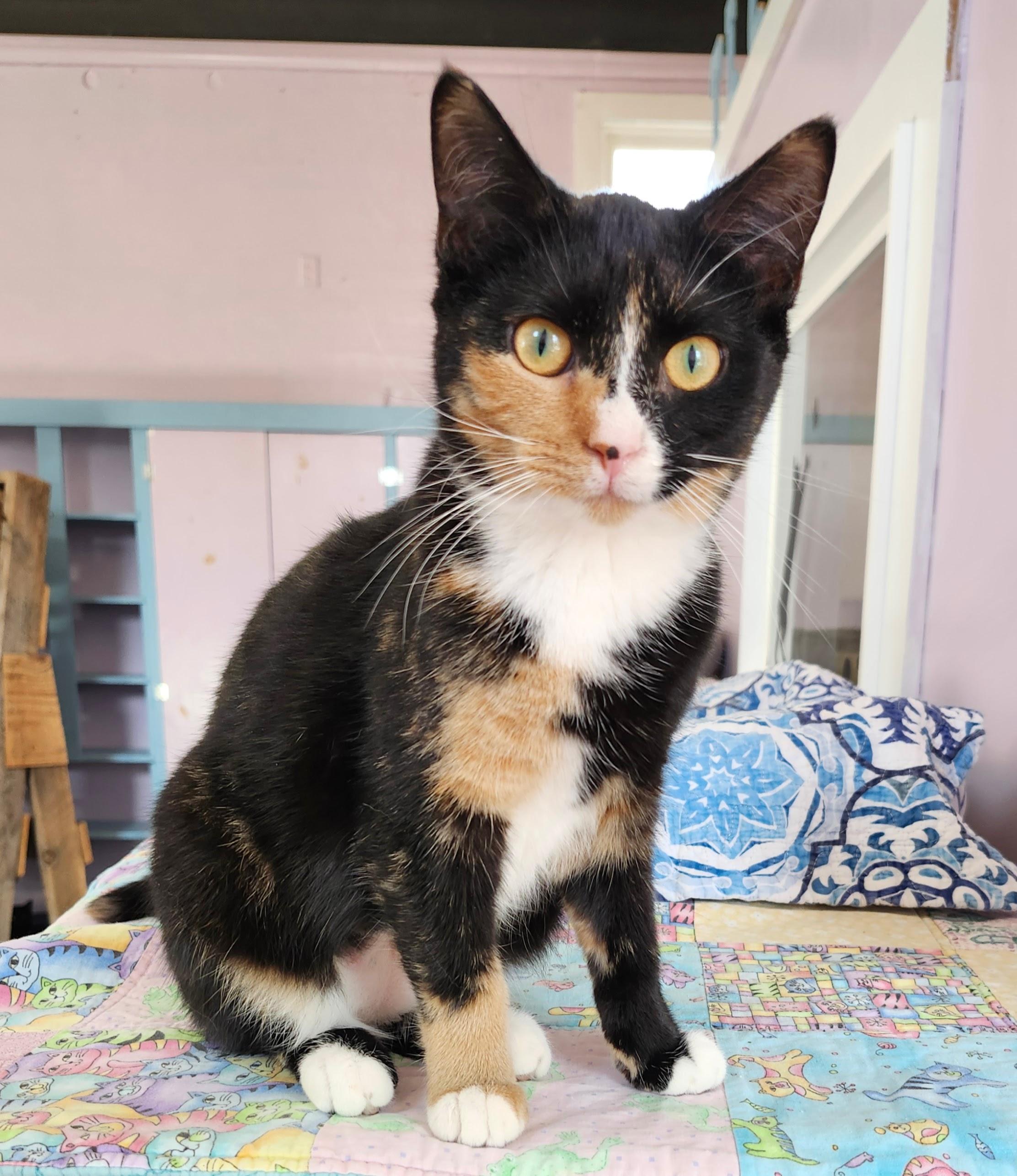Kiki, a Adoptable Calico in Wild Rose, WI image 4/5