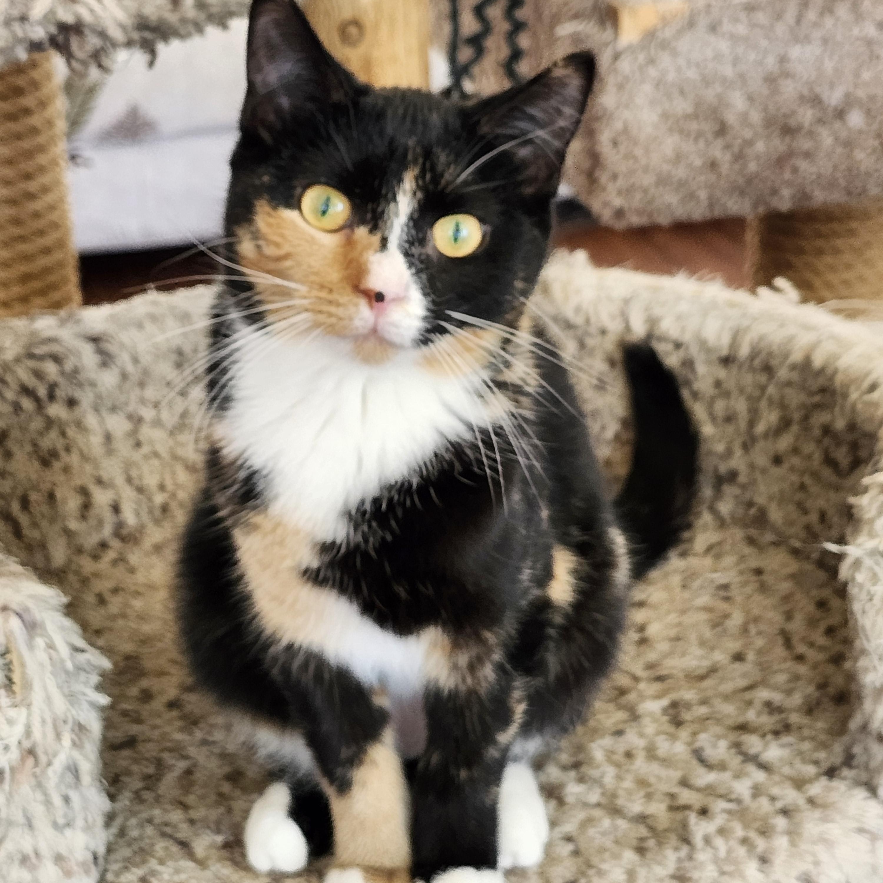 Kiki, a Adoptable Calico in Wild Rose, WI image 5/5