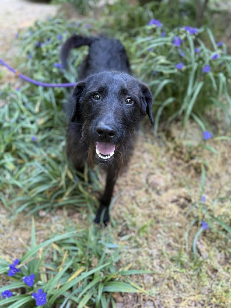 Corn Dog, Adoptable, Young Male Mixed Breed.