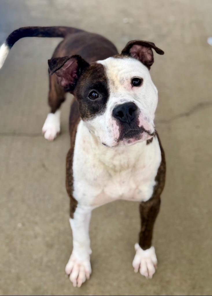 Luke, a Adoptable Pit Bull Terrier in Hopkinsville, KY image 1/6